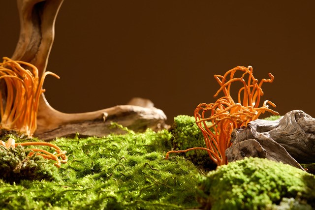 medicinal mushrooms, cordyceps