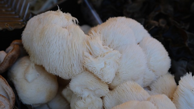 lions mane mushrooms