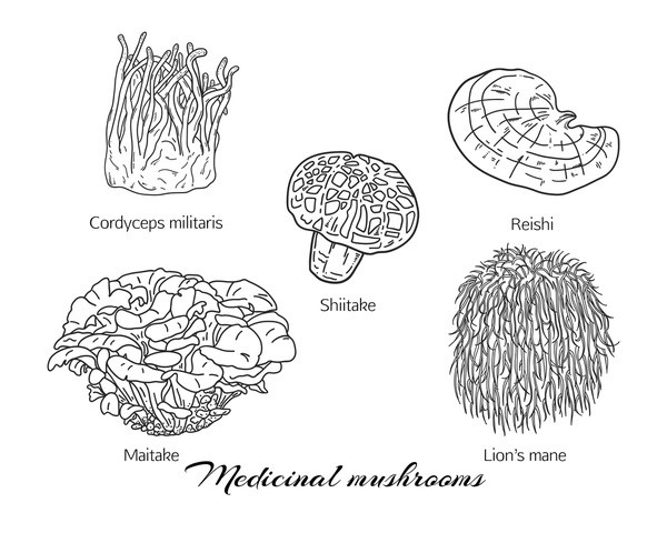 Medicinal Mushrooms - cordyceps, shitake, turkey tail, lions mane and miatake