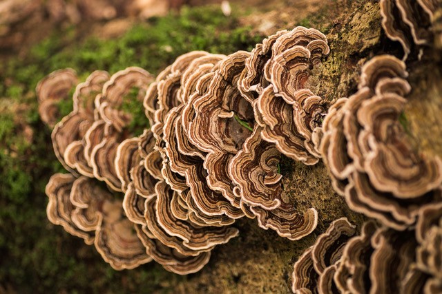 turkey tail mushrooms