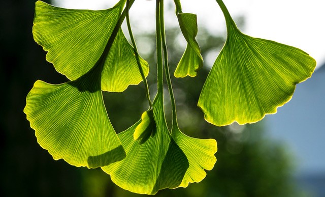 Green ginko leaves shining in the sun