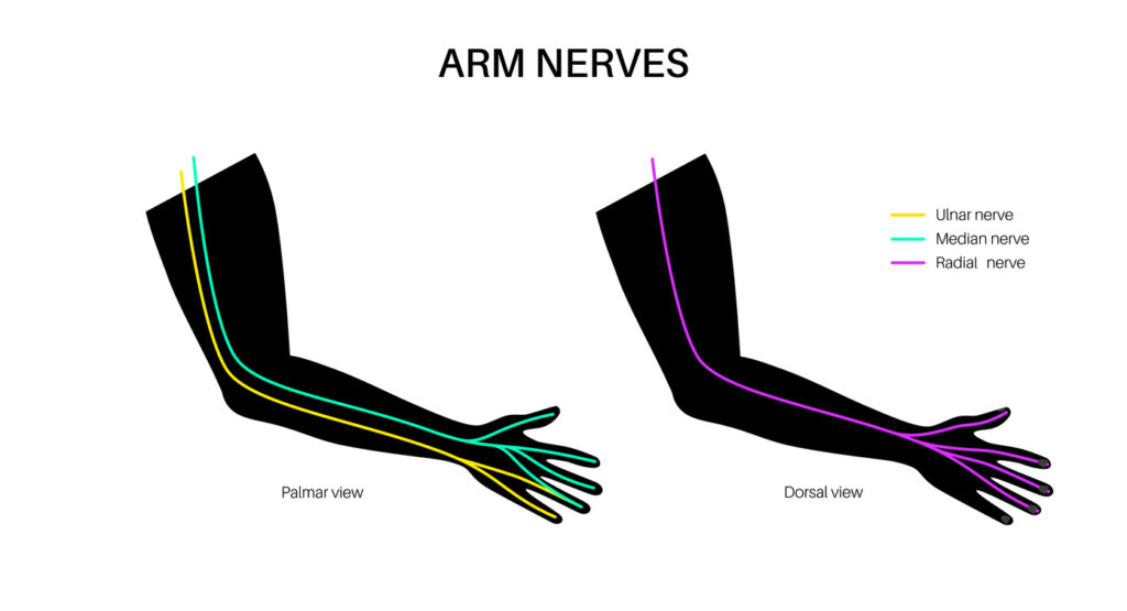 Nerves of the hand and wrist. Ulnar, median and radian nerves scheme. Peripheral nervous system infographic, sensory and motor components medical flat vector illustration for clinic or education.